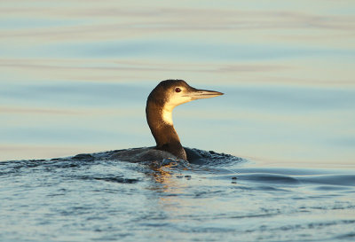 Plongeon huard, large de Bergeronnes