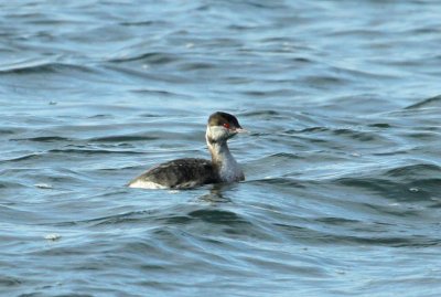 Grbe esclavon, Valleyfield