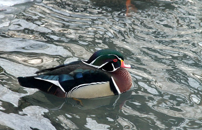 Canard branchu, Saint-Eustache