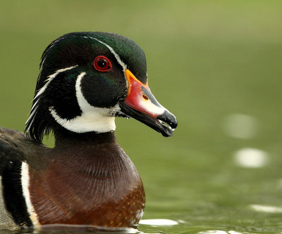 Canard branchu, Parc Lafontaine