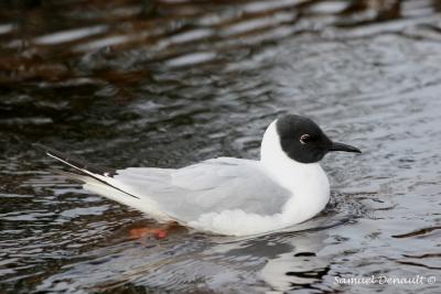 Mouette de Bonaparte, Colville Lake, juin 2006