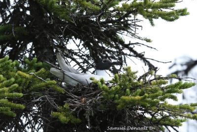 Mouette de Bonaparte au nid, Colville Lake, juin 2006