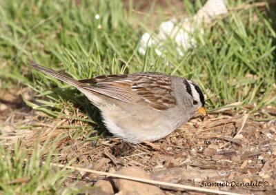 Bruant  couronne blanche, ssp gambelli, Colville Lake, juin 2006