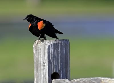 Redwing Blackbirds