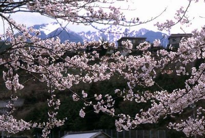 cherry blossoms chuo alps.jpg