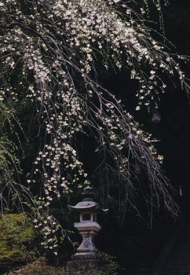 blossoms and lantern.jpg