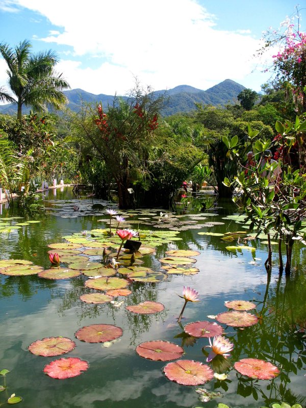 Waterlily pond, Puerto Vallarta Botanical Garden
