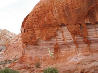 Eroded striped wall and yucca, Valley of Fire