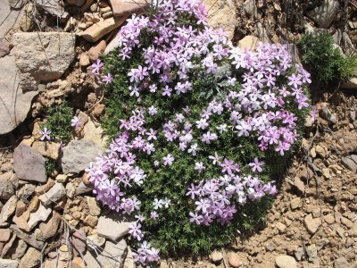 Purple phlox, Johnson Canyon near Kanab, Utah