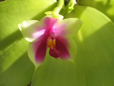 Green and red orchid, Foster Botanical Garden, Honolulu
