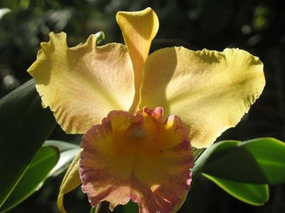 Yellow and red orchid, Foster Botanical Garden, Honolulu