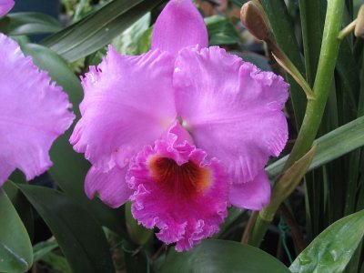 Bright purple orchid with crenulated petals, Foster Botanical Garden, Honolulu