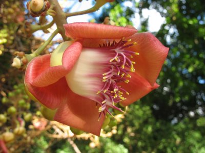 Cannonball Tree Flower, Foster Botanical Garden, Honolulu