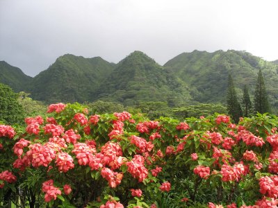Pali views at Lyon Arboretum, Honolulu