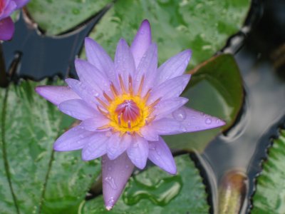 Water lily at Lyon Arboretum, Honolulu