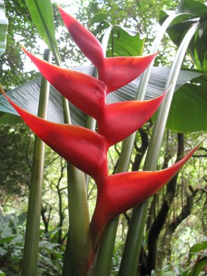 Red Heliconia at Lyon Arboretum, Honolulu