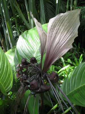 White Bat Flower (Tacca integrifolia) at Lyon Arboretum, Honolulu