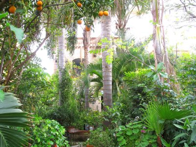 Garden with orange trees, Casa de las Flores B & B, Tlaquepaque