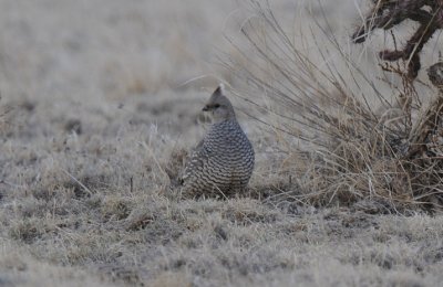 Scaled Quail 0411-1j Pueblo, CO