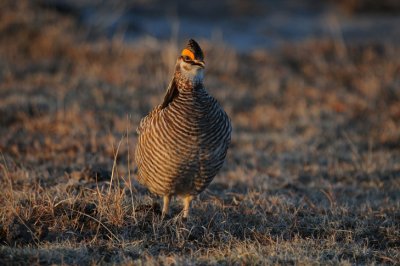 Greater Prairie Chicken 0411-8j Wray, CO