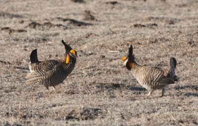 Greater Prairie Chicken 0411-22j Wray, CO