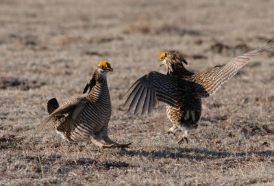 Greater Prairie Chicken 0411-23j Wray, CO