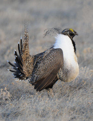 Greater Sage Grouse  0411-11j  Walden, CO