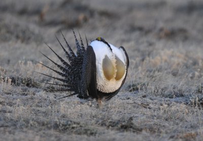 Greater Sage Grouse  0411-7j  Walden, CO