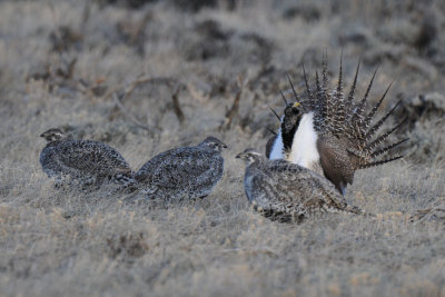 Greater Sage Grouse  0411-12j  Walden, CO