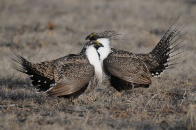 Greater Sage Grouse  0411-16j  Walden, CO