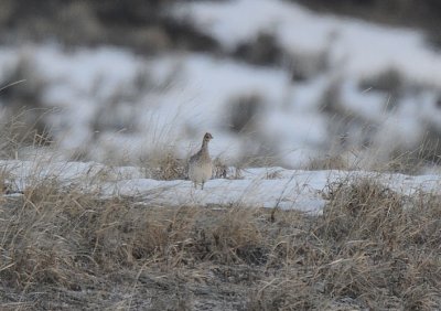 Sharp-tailed Grouse  0411-1j  Craig, CO