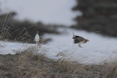 Sharp-tailed Grouse  0411-2j  Craig, CO