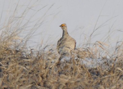 Sharp-tailed Grouse 0411-7j Craig, CO
