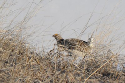 Sharp-tailed Grouse 0411-8j Craig, CO