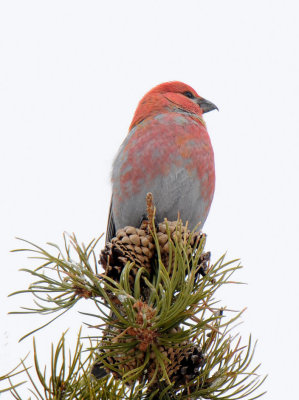 Pine Grosbeak Male 0411-5j Walden, CO