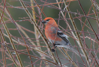 Pine Grosbeak Male 0411-6j Walden, CO