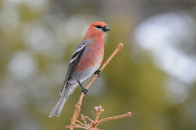 Pine Grosbeak Male 0411-8j Walden, CO