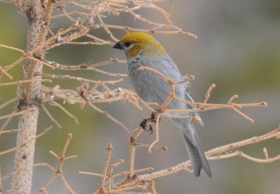 Pine Grosbeak Female 0411-10j Walden, CO