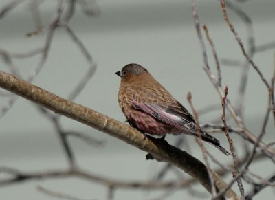 Brown-capped Rosy Finch  0411-4j  Crested Butte, CO