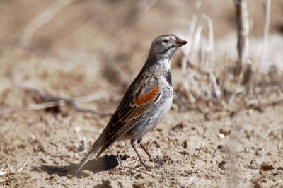 McCowns Longspur  0411-1j  Pawnee Grasslands, CO