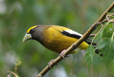 Evening Grosbeak 0511-3j Yard