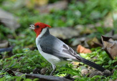 Red-crested Cardinal  0511-2j  Kapiolani Park, Oahu