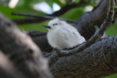 Fairy Tern Chick  0511-15j  Hale Koa, Oahu