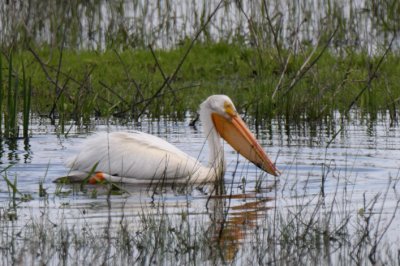 White Pelican 0511-1j   Pumphouse Road