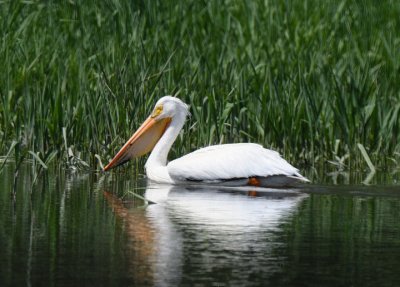 White Pelican 0511-2j   Lateral C