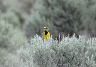 Western Meadowlark  0511-1j   Pumphouse Road