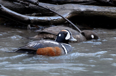Harlequin Duck Pair  0511-2j   Tieton River