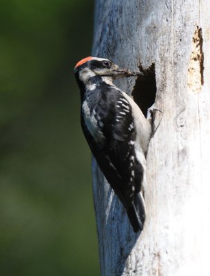 Hairy Woodpecker 0611-3j   Rimrock Lake
