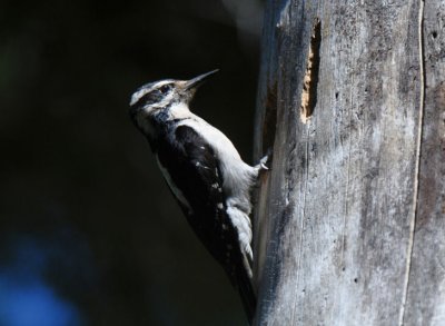 Hairy Woodpecker Female at Nest  0611-2j   Rimrock Lake