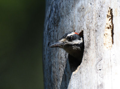 Hairy Woodpecker 0611-4j   Rimrock Lake